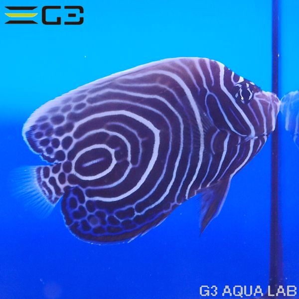 海水魚 海水魚 ヤッコ チョウチョウウオ ウズマキヤッコ ウズキン 約10cm Y285 T0708 アクアリウムの通販 販売はg3 Aqua Labまで
