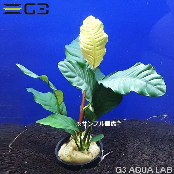 水草 アヌビアス An 水草 アヌビアス アヌビアス コーヒーフォリア 1pot 0764 0219 アクアリウムの通販 販売はg3 Aqua Labまで