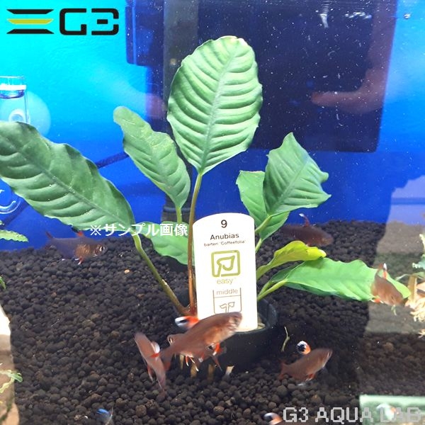 水草 アヌビアス An トロピカ 水草 ブランド水草 Tropica アヌビアス コーヒーフォリア 1pot 3671 02 アクアリウムの通販 販売はg3 Aqua Labまで