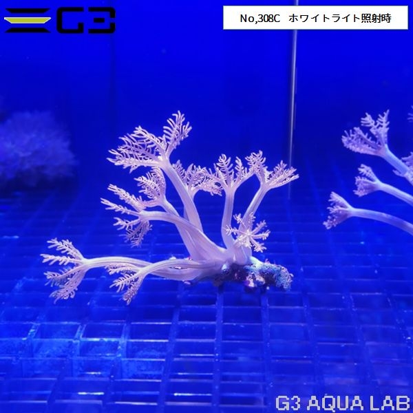 ハードコーラル ムセキツイ アクアリウム 海水魚 サンゴ 金魚 メダカ 水草 熱帯魚 大阪 水槽 インテリア メンテナンス リース レンタル水槽 メンテナンス大阪 オーダーメイド 水槽設置 別注水槽 大阪 関西 熱帯魚メンテナンス 海水魚メンテナンス 水草メンテナンス 大阪