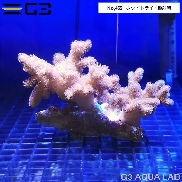 ハードコーラル ムセキツイ アクアリウム 海水魚 サンゴ 金魚 メダカ 水草 熱帯魚 大阪 水槽 インテリア メンテナンス リース レンタル水槽 メンテナンス大阪 オーダーメイド 水槽設置 別注水槽 大阪 関西 熱帯魚メンテナンス 海水魚メンテナンス 水草メンテナンス 大阪