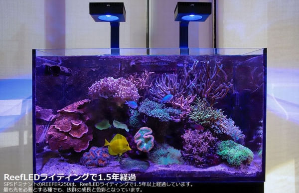 åɥ ꡼LED ReefLED90[7290100770719]