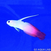 海水魚 ハギ ハゼ アクアリウムの通販は大阪のg3 Aqua Labまで