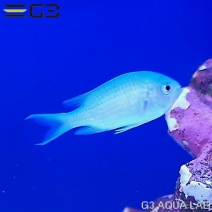 ǥХᡡChromis viridis3cm[Y259-S0502]