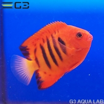 海水魚 ヤッコ チョウチョウウオ アクアリウムの通販は大阪のg3 Aqua Labまで