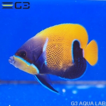 海水魚 ヤッコ チョウチョウウオ アクアリウムの通販は大阪のg3 Aqua Labまで