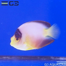 γOKޥ顼󥼥롡5.5cm[Y315-K1009]