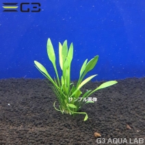 水草 クリプトコリネ アクアリウムの通販は大阪のg3 Aqua Labまで