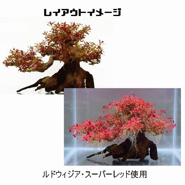 BONSAI վ L [4971664071025]