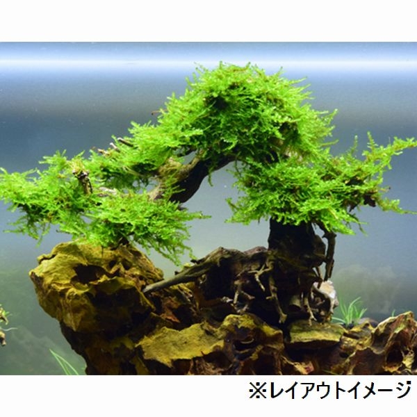 BONSAI վ L [4971664071025]