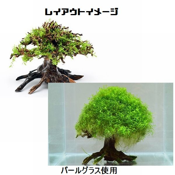 BONSAI ׼ S [4971664071094]