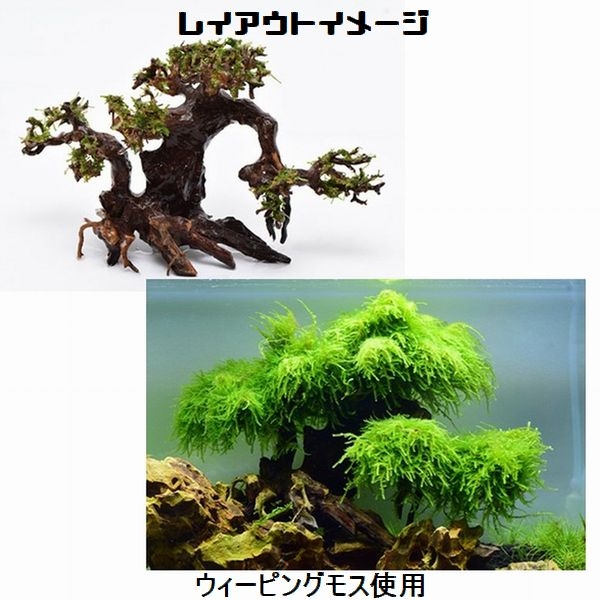 BONSAI S [4971664071131]