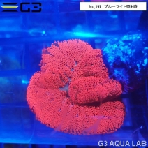 サンゴ ムセキツイ イソギンチャク アクアリウムの通販は大阪のg3 Aqua Labまで