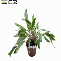 ץȥ ڥå Cryptocoryne petchii 1POT