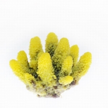 ڼ󤻡ۥߥ˥ TR-Mini6Yellow 8cm